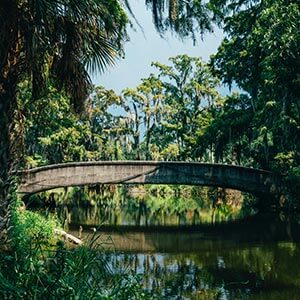 Jean Lafitte Swamp Tour