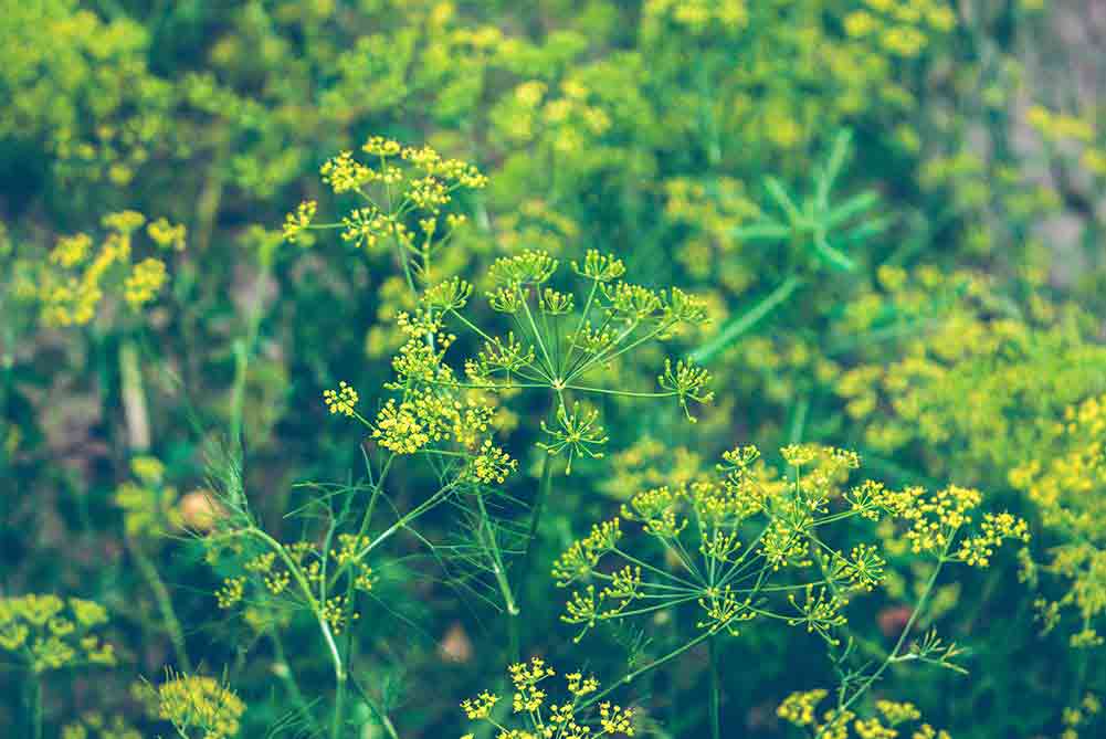 NYC Botanic Garden