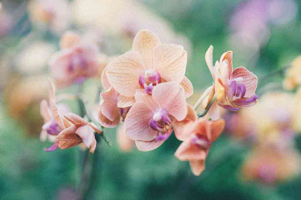 Orchids Festival at Kew Gardens