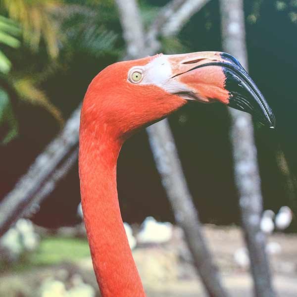 Save 21 95 Flamingo Gardens Botanical Park Tickets Miami