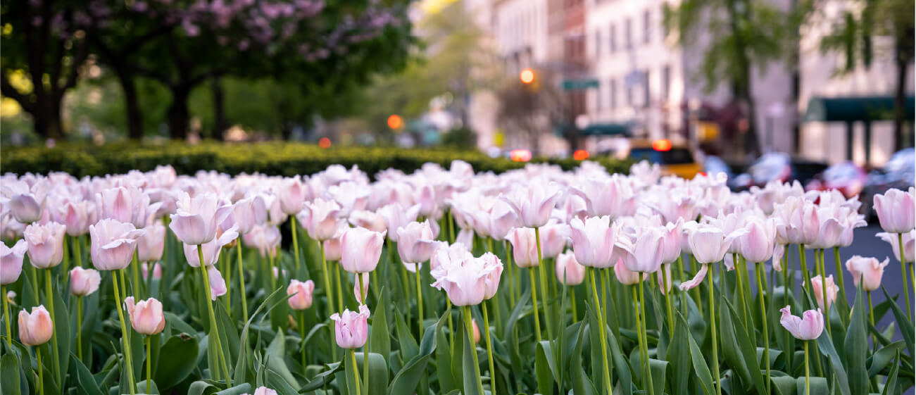 flowers in park