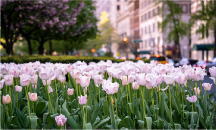 flowers in park